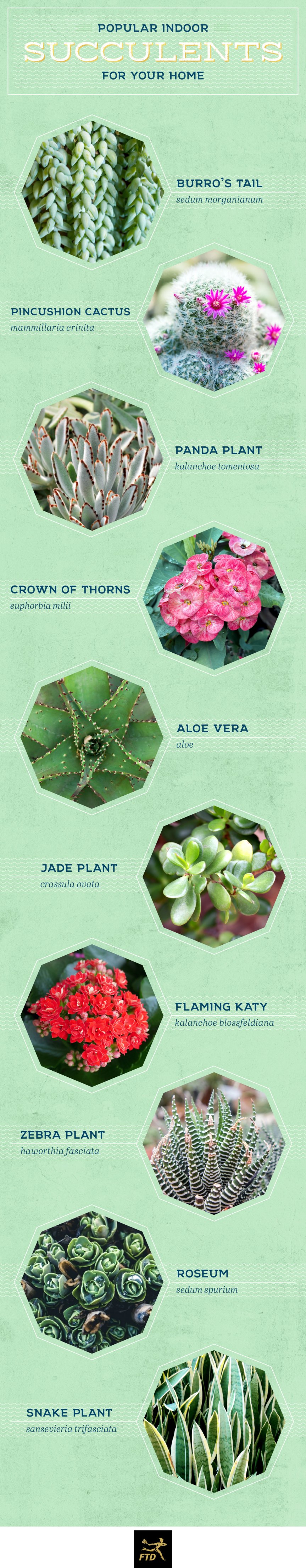 types-of-succulents-indoor