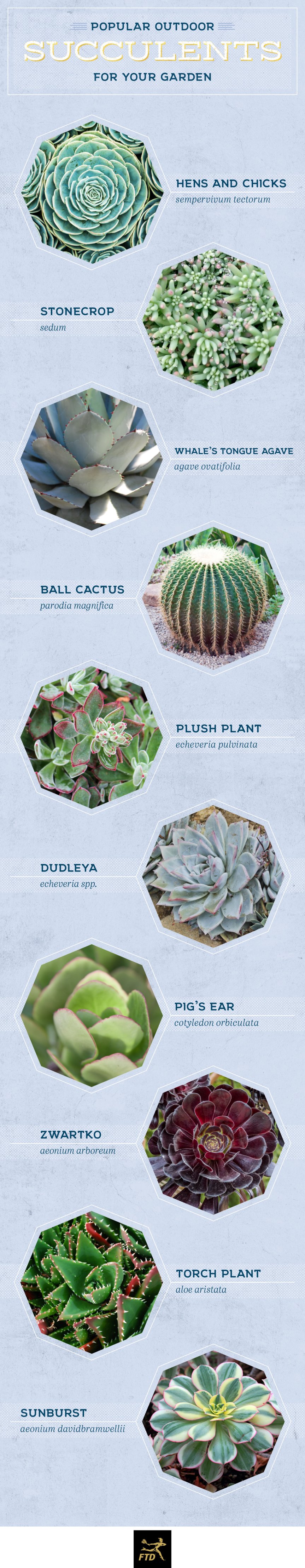 types-of-succulents-outdoor