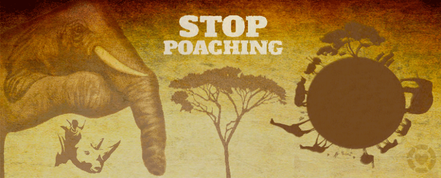 Stop Poaching [Infographic]