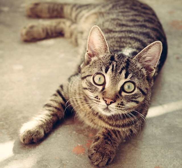 Deworming your kitten or cat the natural&nbsp;way