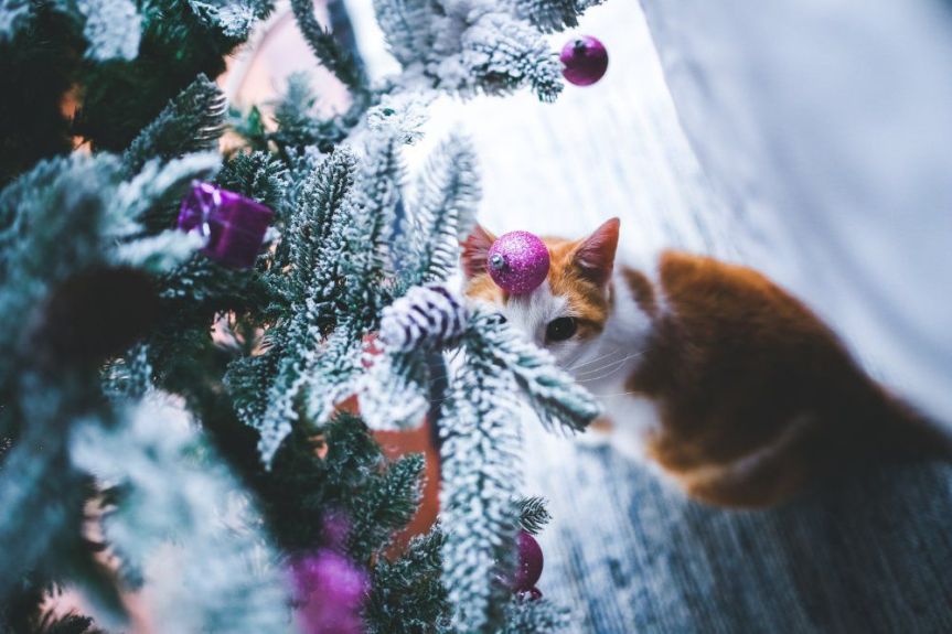 Top tips for keeping pets safe at Christmas&nbsp;time