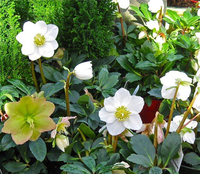 Lore of the Christmas&nbsp;Rose
