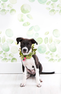 Pet’s Place: DIY Projects and a Pup Named&nbsp;Griffin