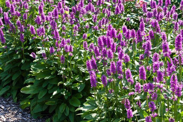 MEDICINAL HERBS: WOOD&nbsp;BETONY