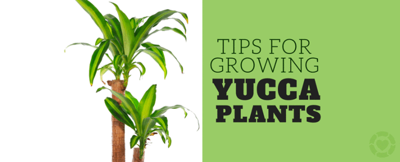 Growing Yucca Plants [Infographic] —&nbsp;ecogreenlove