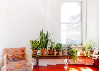 10 Style-Boosting Design Ideas for Your Houseplant&nbsp;Collection