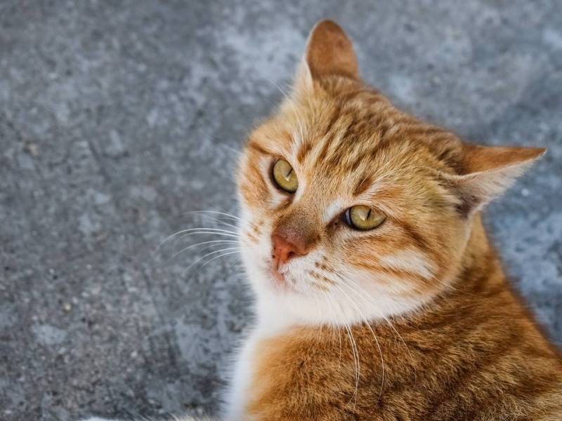 Understand the 10 most common Cat&nbsp;Diseases
