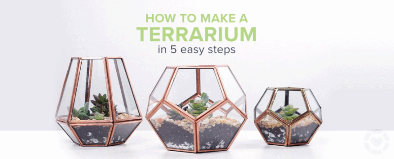 How to Make a Terrarium in 5 Easy Steps [Video+Infographic] —&nbsp;ecogreenlove