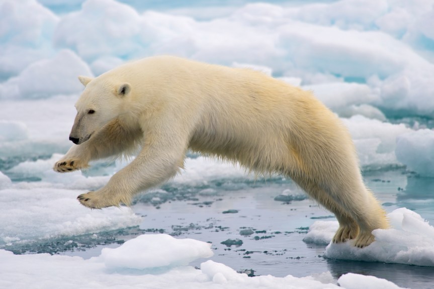 As Arctic Sea Ice Shrinks, New Research Shows How Much Energy Polar Bears&nbsp;Need