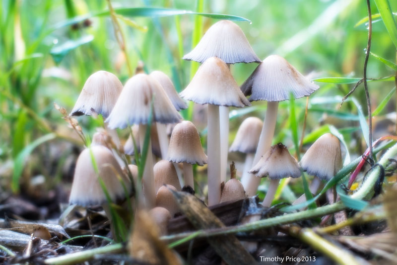 Thistledown – Midsummer Bedlam 24 — The Other&nbsp;Seer