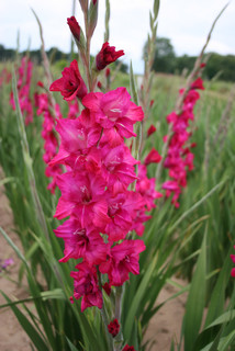 5 Summer-Blooming Bulbs to Plant This&nbsp;Spring