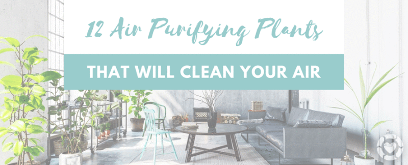 12 Air Purifying Houseplants [Infographic] —&nbsp;ecogreenlove