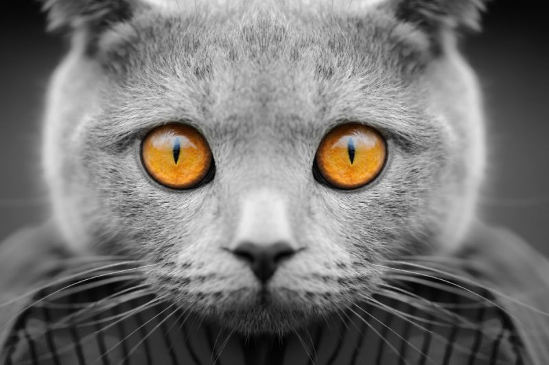 Midwest Cat-lovers Purr: Meow Meet-Up Chicago Comes To The Windy City on July 21 and July 22,&nbsp;2018