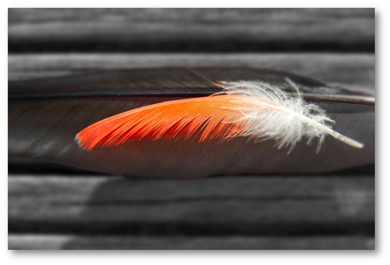 Thistledown – Midsummer Bedlam 29 — A&nbsp;Hummingbird