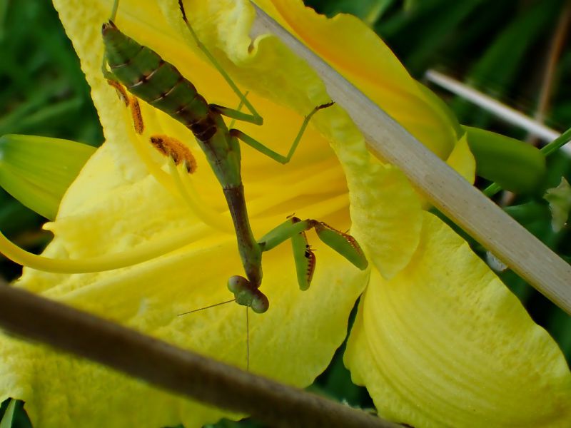 Today is World Wildlife Day! — Tom’s Nature-up-close Photography and Mindfulness&nbsp;Blog