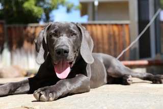 Pet of the Week: Rex Brightens the&nbsp;Workday