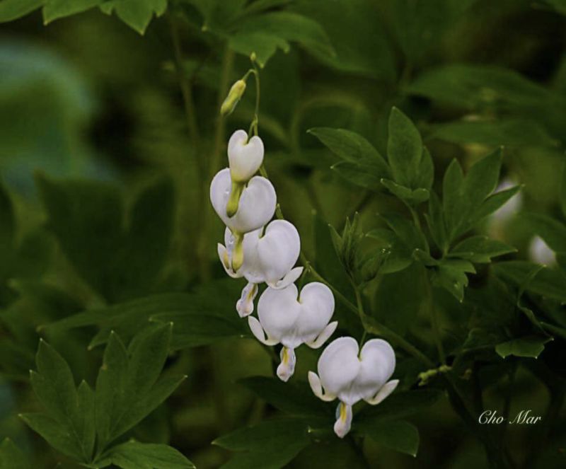 Flower of the Day: May 18,&nbsp;2018