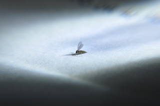 How to Get Rid of Gnats Around the&nbsp;House