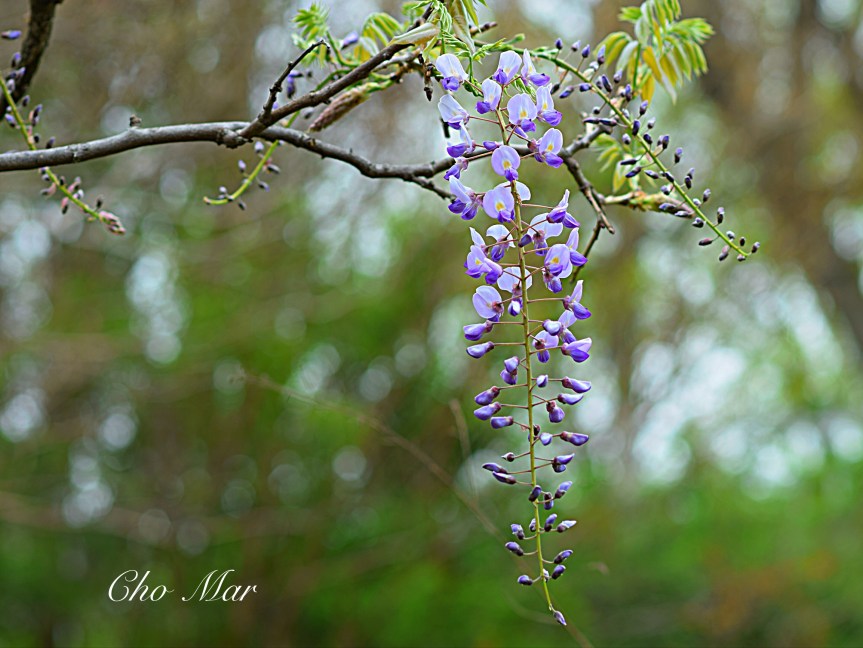 Flower of the Day: May 31,&nbsp;2018
