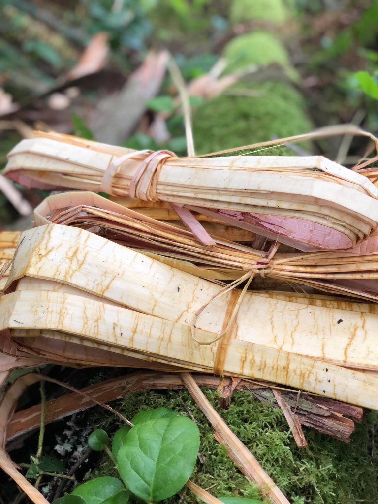 Teachings of the cedar&nbsp;tree