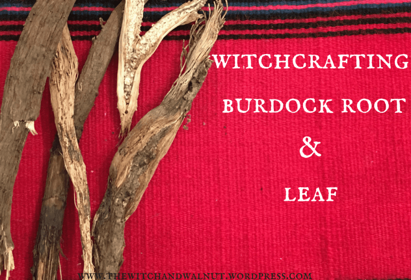 Witchcrafting with Burdock Root & Leaf — The Witch &&nbsp;Walnut