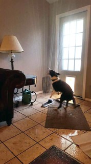 Happy Puppy Drags Sprinkler Through Doggy Door, and Chaos&nbsp;Ensues