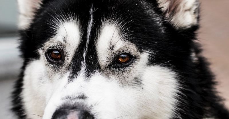 Ever felt guilty for grieving more over a dog than a relative? This story is for you. — To the Moon and&nbsp;Back