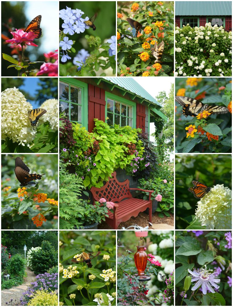 Late Summer Garden Update: Winged Beauties, Blooms & Bunnies Around the Potting Shed — Home is Where the Boat&nbsp;Is