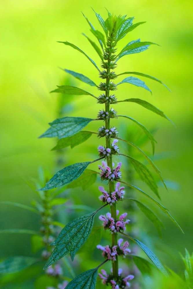 Healing with Motherwort — Good Witches&nbsp;Homestead