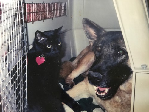 These Pets Saved the Day, or Save Every Day, at&nbsp;Home