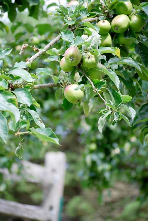 This Weekend: Spruce Up Your Reading Spot, Pick Apples and&nbsp;More