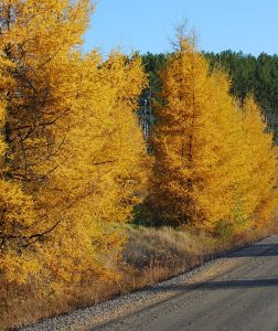 The Tamarack/Larch 