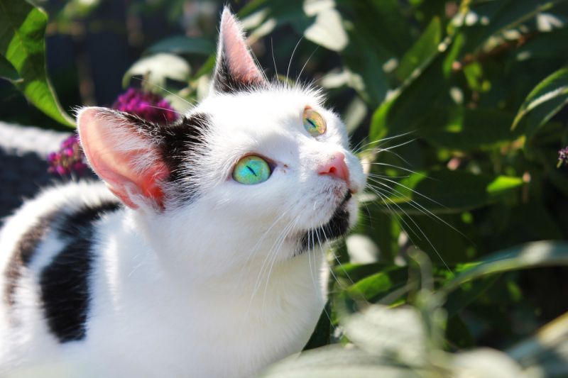5 Detoxifying Plants That are Safe For Cats —&nbsp;Katzenworld