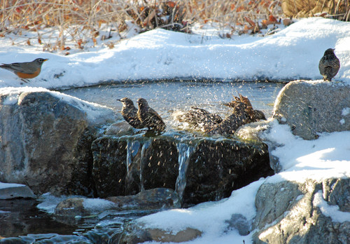 How to Enjoy Your Garden More This Holiday&nbsp;Season