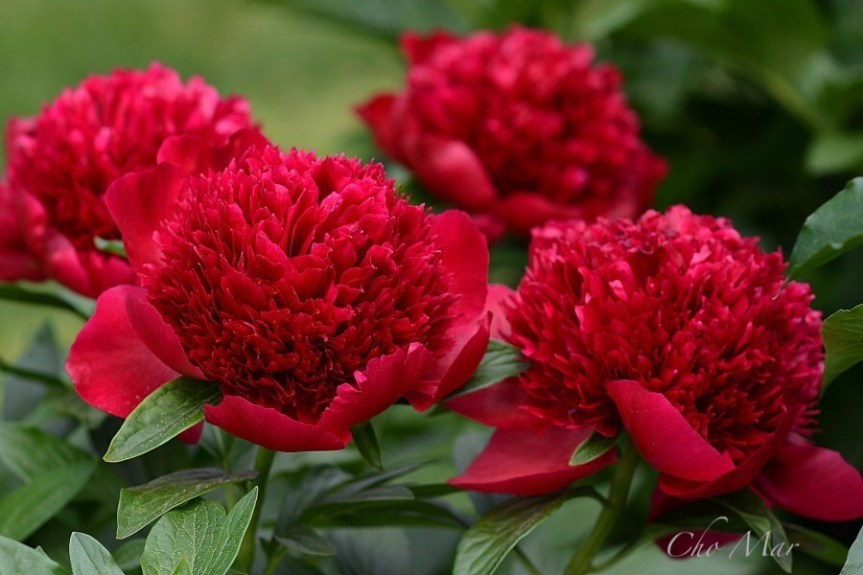 Flower of the Day: January 5,&nbsp;2019