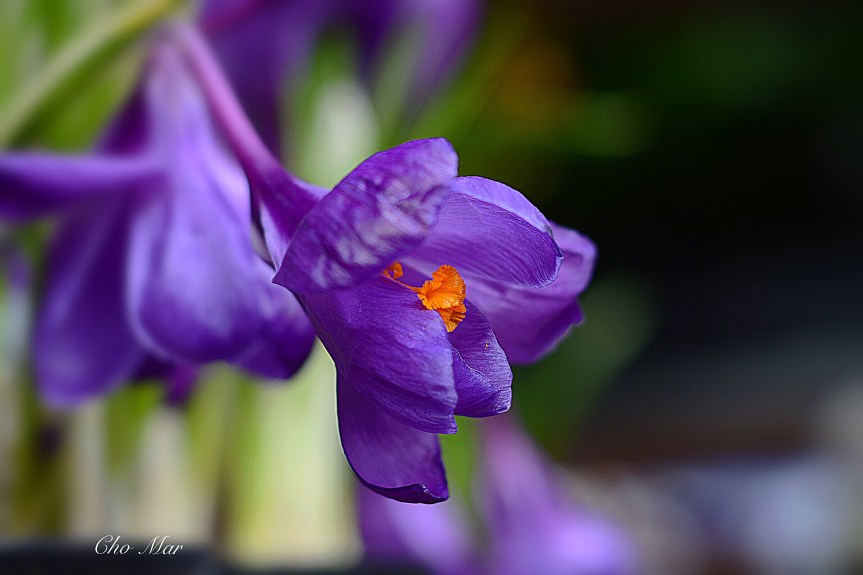 Flower of the Day: January 8,&nbsp;2019