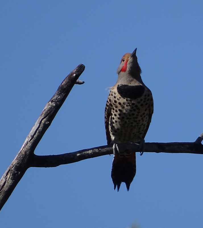 Big Morongo Canyon&nbsp;Preserve~