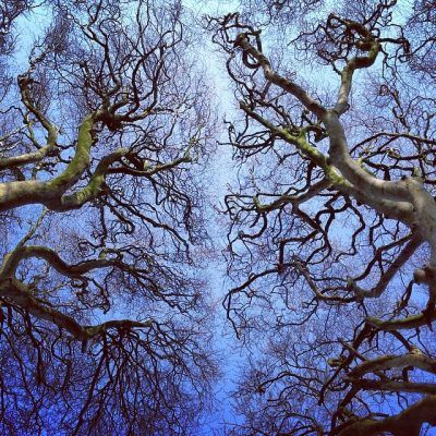 The Vigorous Beauty Of Trees — Edge of Humanity&nbsp;Magazine