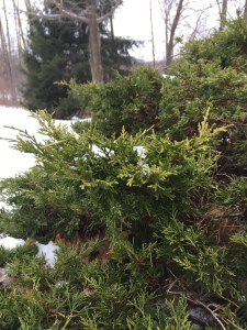 Sacred Tree Profile: Juniper’s Medicine, Magic, Mythology and&nbsp;Meanings