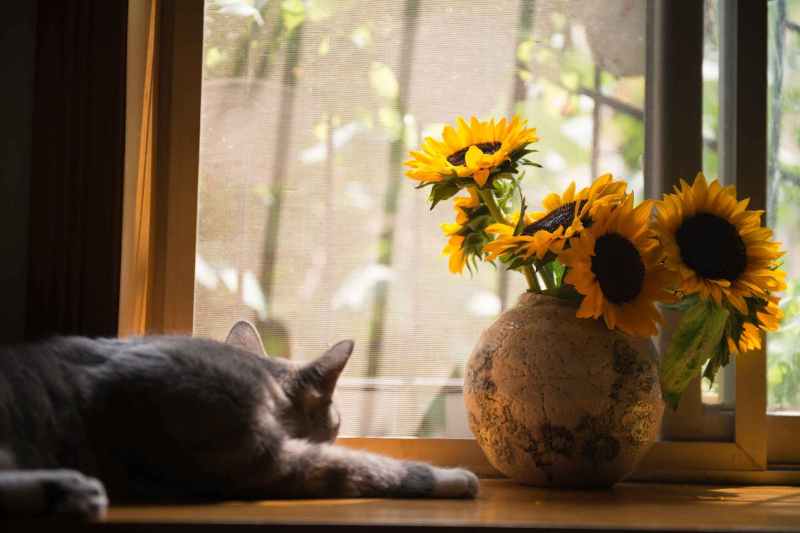 How to Cat-Proof Your Home —&nbsp;Katzenworld