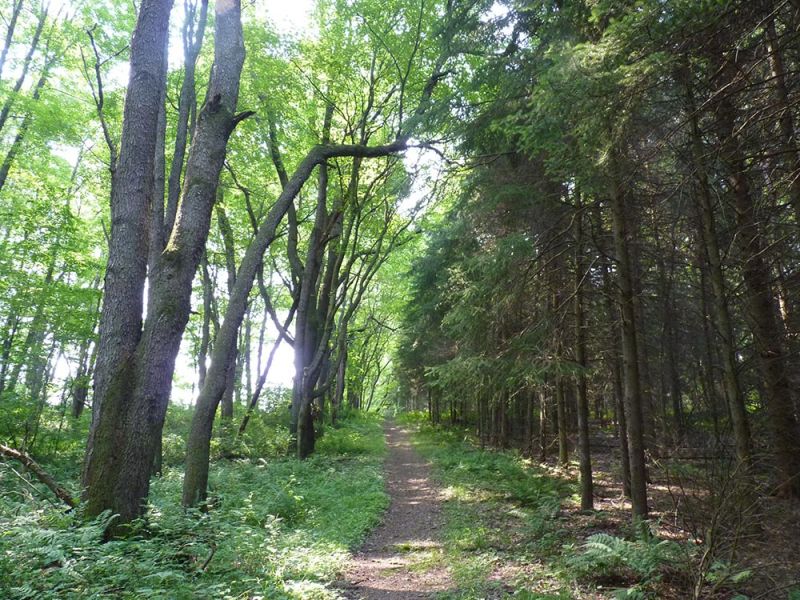 Spring Equinox Rituals: Rituals of Looking Back and Looking Forward — The Druid’s&nbsp;Garden