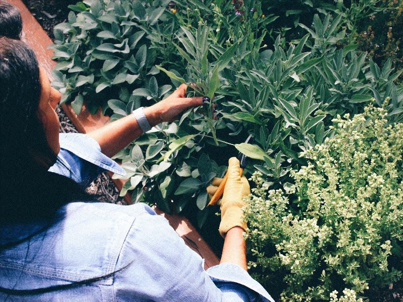 Spring Greens and Spring Awakening — Good Witches&nbsp;Homestead