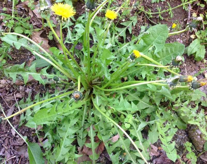 Dandelion, A Common Spring Garden Herb — Good Witches&nbsp;Homestead