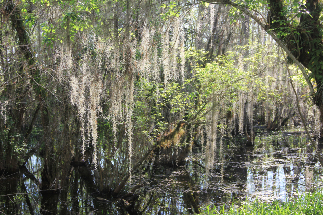A Perilous Situation in the&nbsp;Everglades