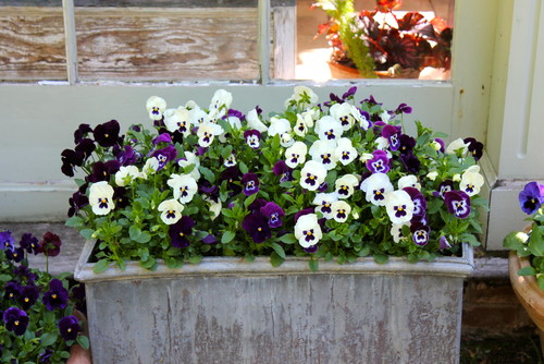 Window Box Planting Ideas for 4 Seasons of&nbsp;Interest