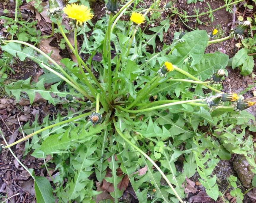 Creative Ways to Use Dandelions – Organic Gardening – MOTHER EARTH&nbsp;NEWS