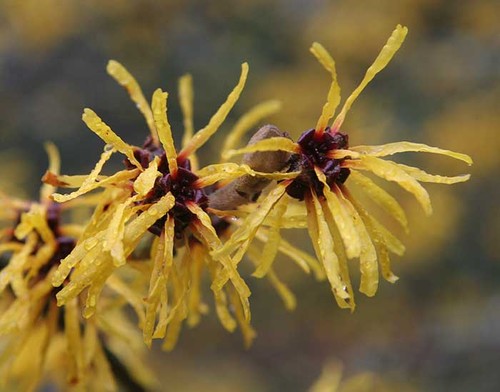 10 Top Trees to Grow in&nbsp;Containers