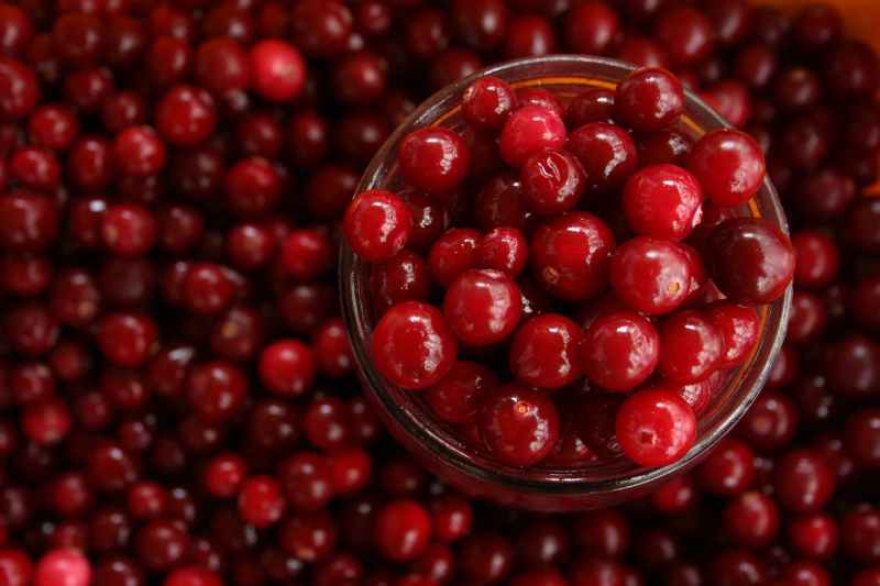 All About: Cranberry — Spell Books & Sun&nbsp;Tea