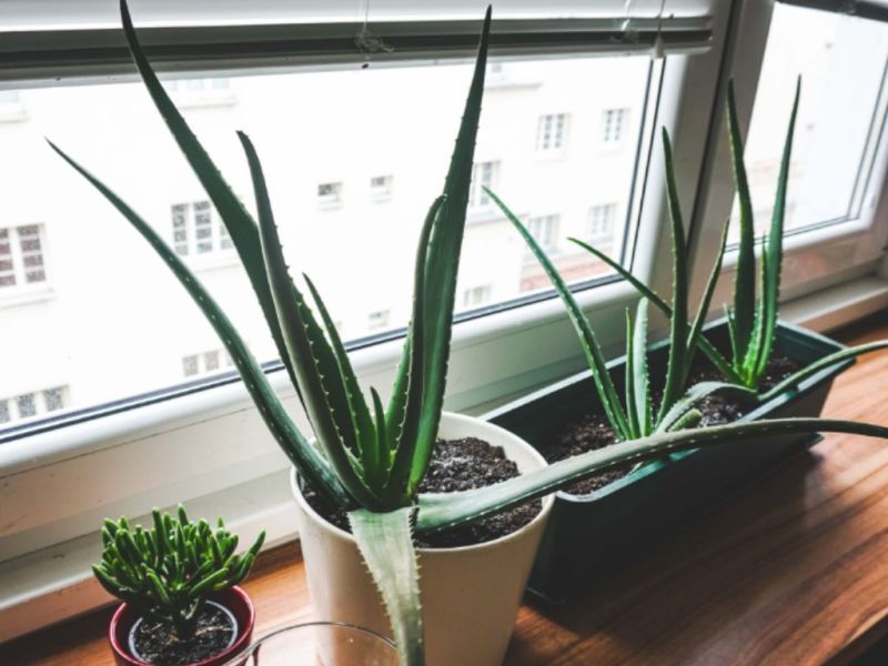 10 Of The Best Uses For Aloe Vera That Will Change Your Life —&nbsp;Society19