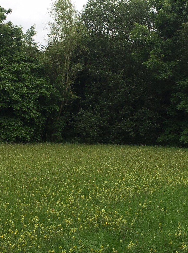 Weleda Gardens: Experiencing a medicinal plant garden in England’s Derbyshire